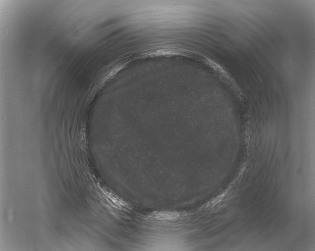 X0000060790825200512011703