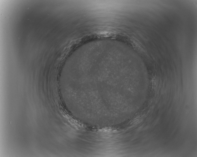 X0000060790961200512011701