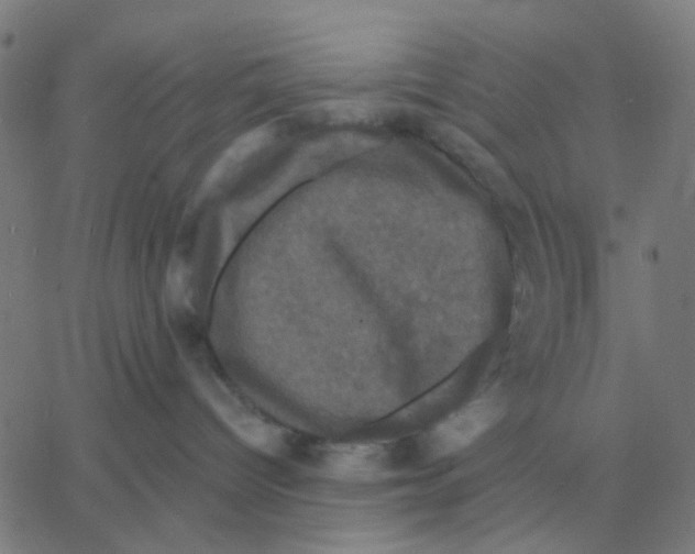 X0000060790096200512082135