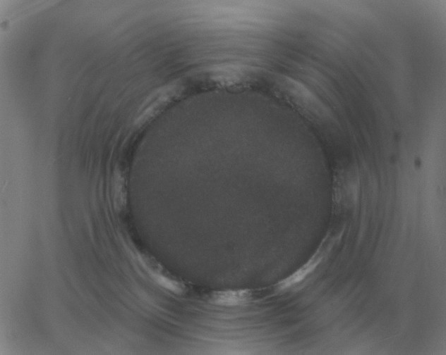 X0000060790136200512082134