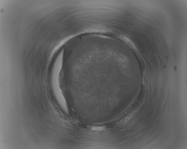 X0000060790388200512082129