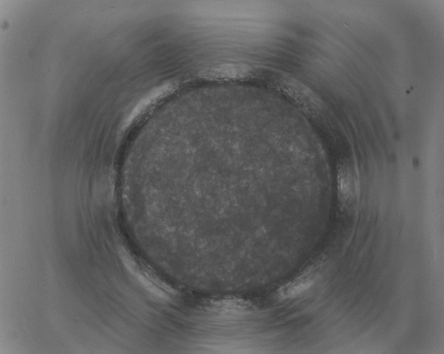 X0000060790396200512082129