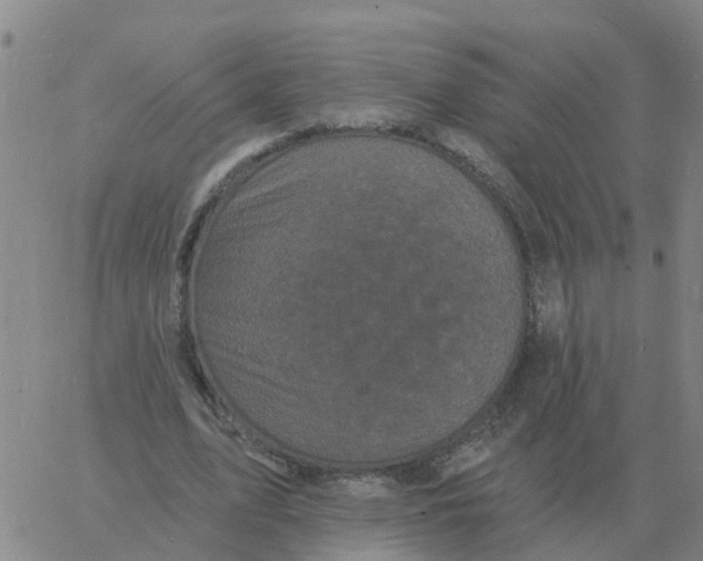 X0000060790583200512082126