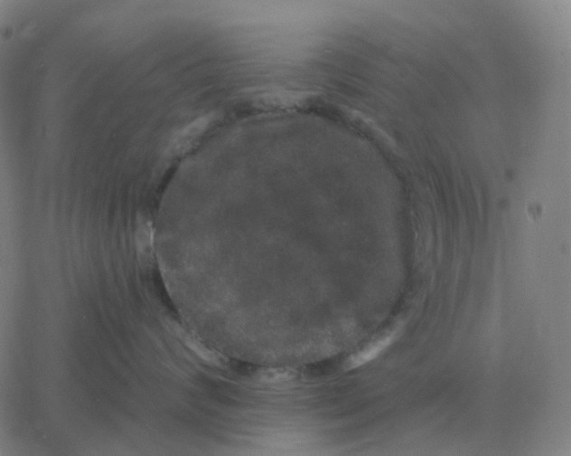 X0000060790624200512082125