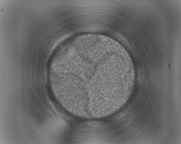 X0000060790636200512082125