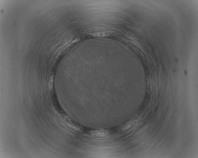 X0000060790652200512082125