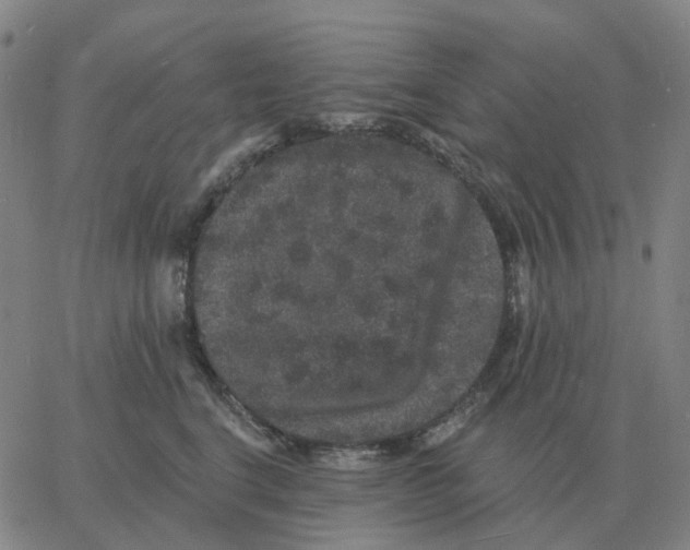 X0000060790664200512082125