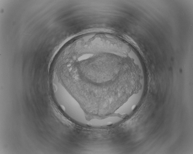 X0000060790836200512082122