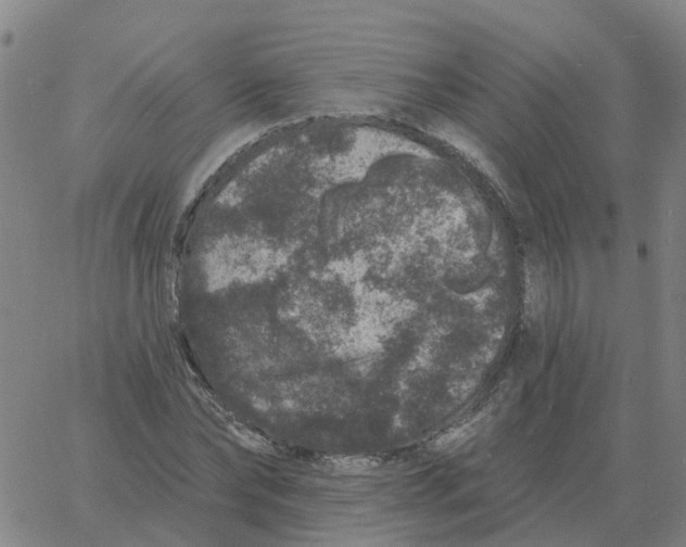 X0000060790878200512082121