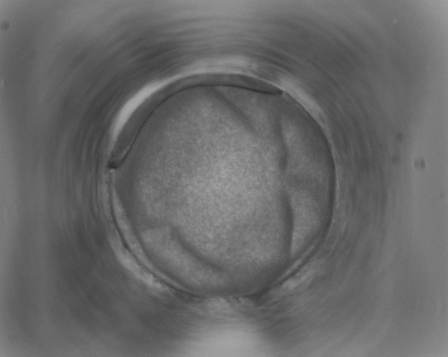 X0000060790960200512082121