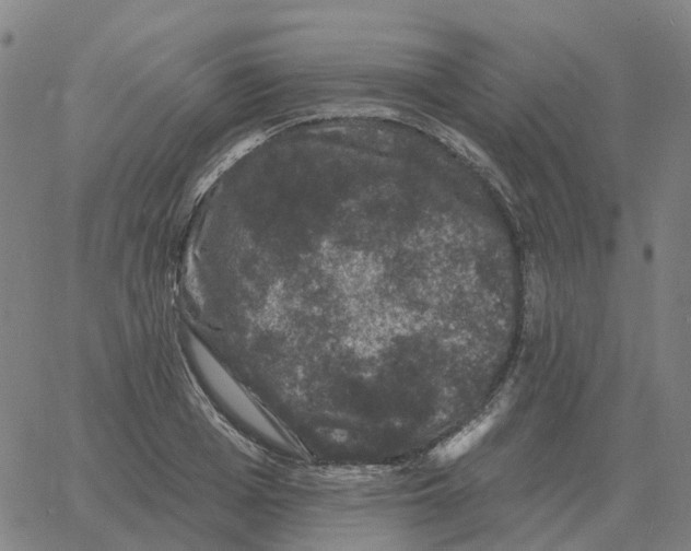 X0000060790985200512082119