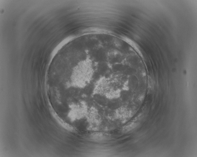 X0000060791098200512082118