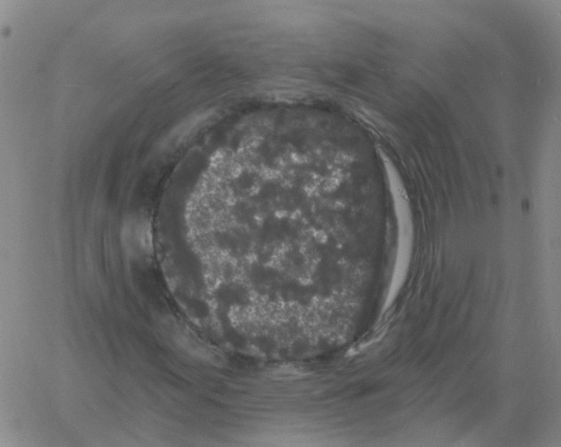 X0000060791155200512082117