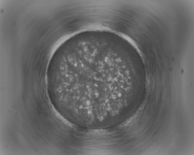 X0000060791335200512082114