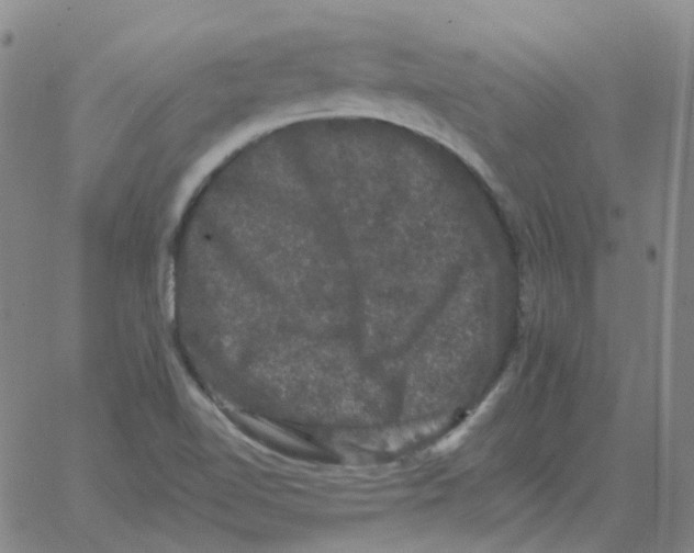 X0000060791510200512082111