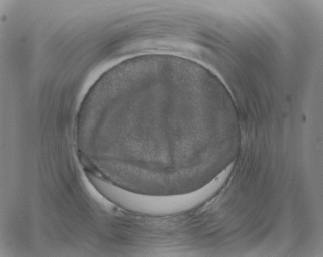 X0000060791531200512082111