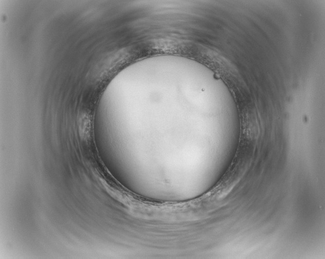 X0000060800036200511101431