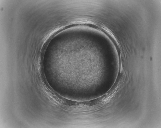 X0000060800387200511101425