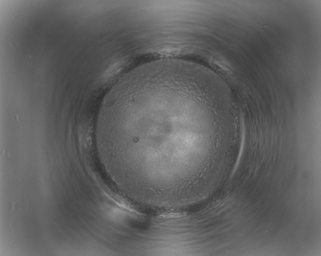 X0000060810499200511101456