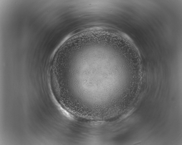 X0000060810859200511101451