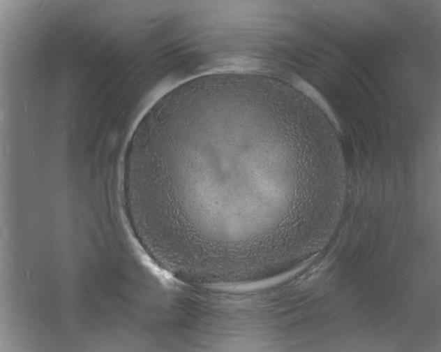 X0000060811099200511101446