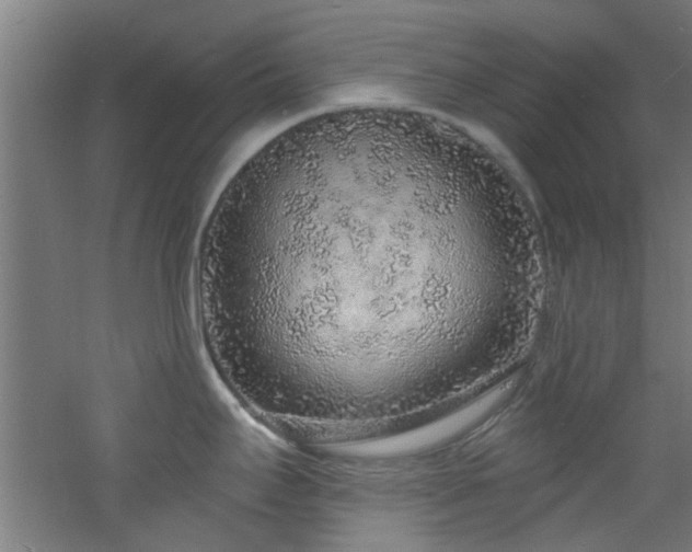 X0000060811295200511101443