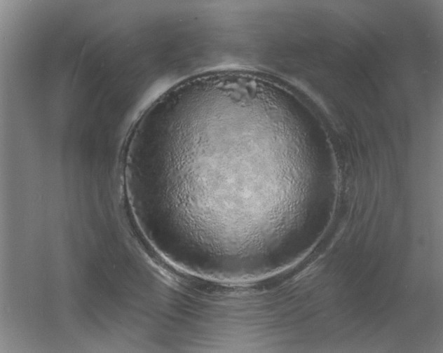 X0000060811367200511101442