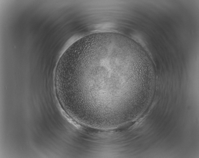 X0000060811386200511101441