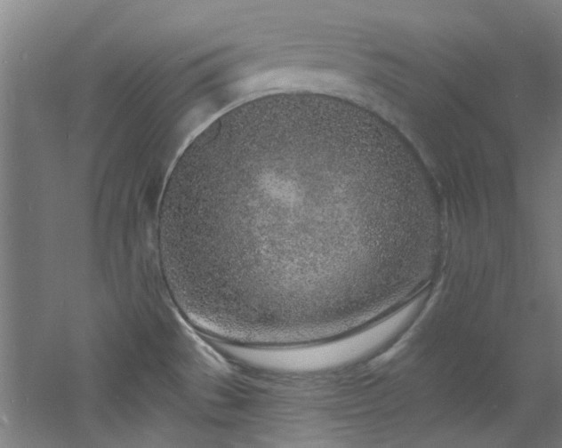 X0000060811529200511101440