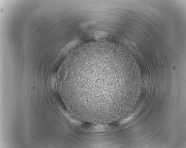 X0000060810527200511141509