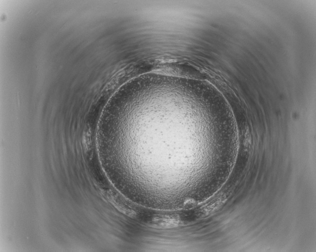 X0000060810559200511141509