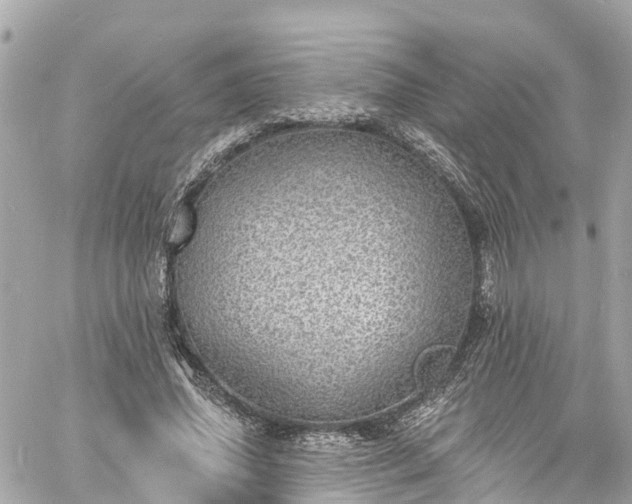 X0000060810636200511141507