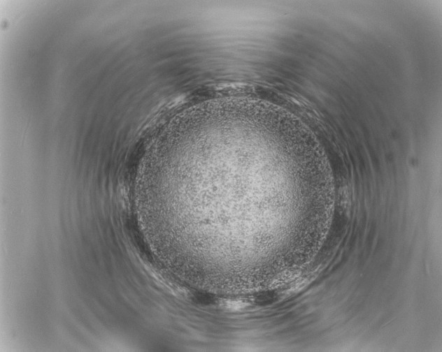 X0000060810662200511141508