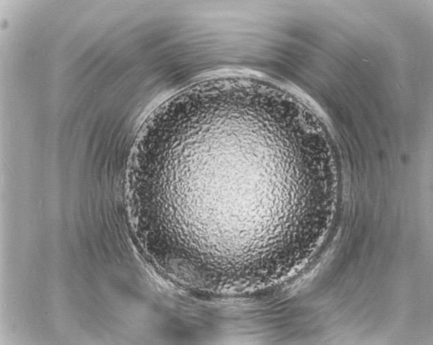 X0000060810953200511141503