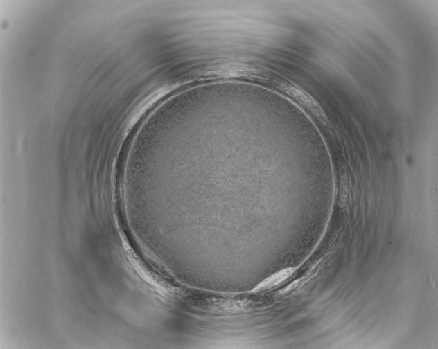 X0000060811039200511141501