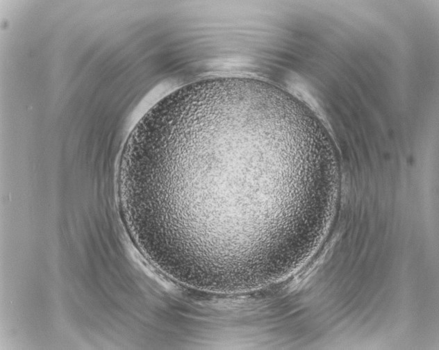 X0000060811386200511141455