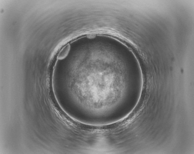 X0000060811506200511141452