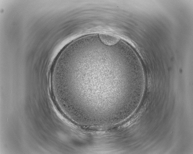 X0000060811515200511141452