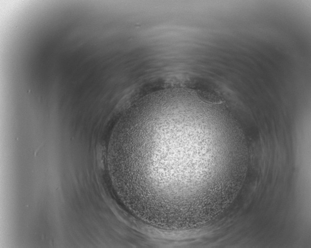 X0000060810038200511171320