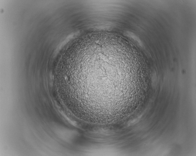 X0000060810729200511241935