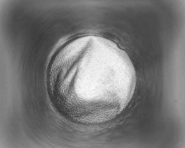 X0000060810006200512011812