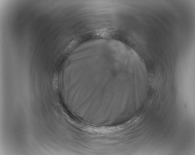 X0000060810036200512011812