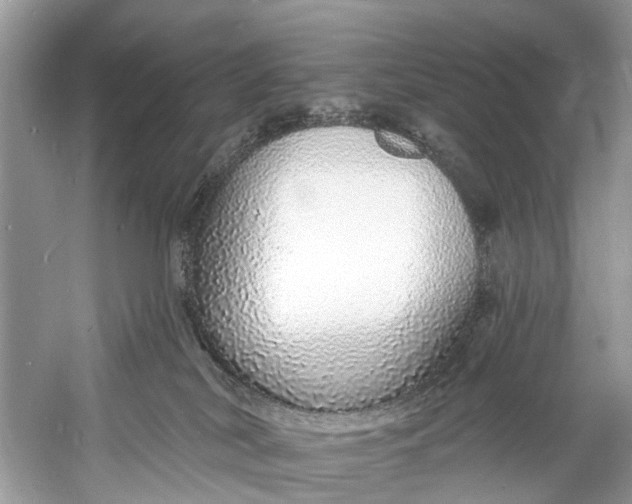 X0000060810038200512011812