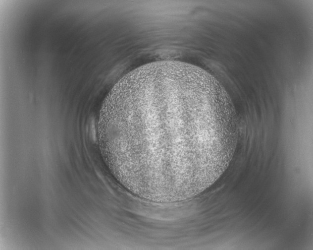X0000060810046200512011812