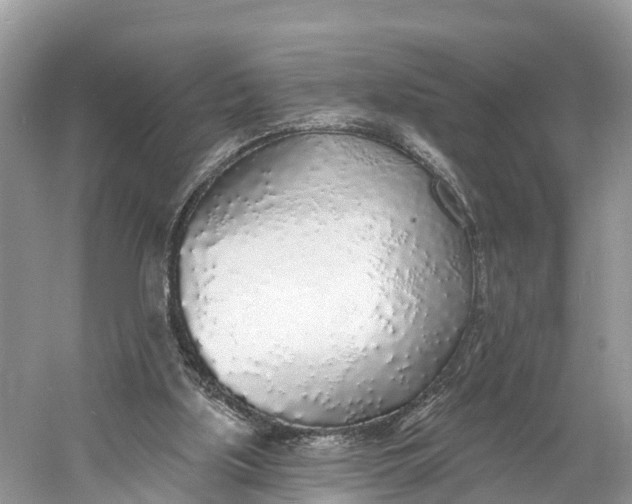 X0000060810059200512011811