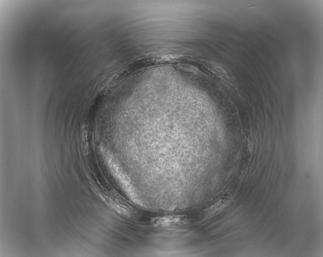 X0000060810366200512011806