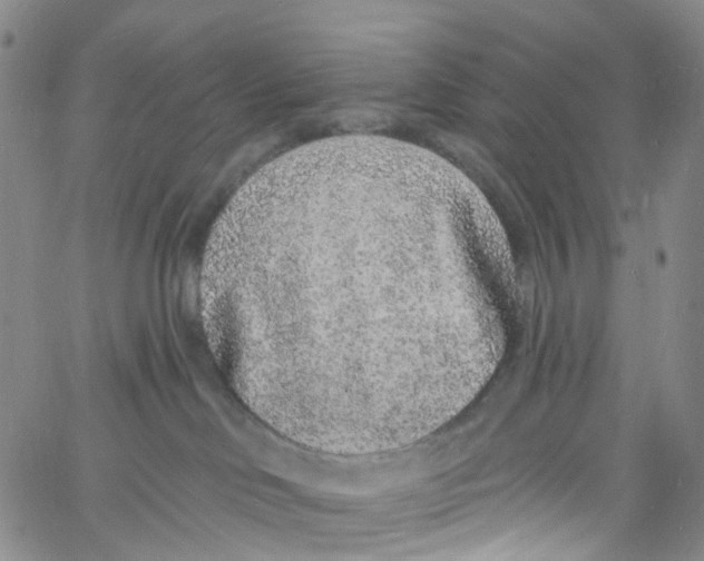 X0000060810046200512082226