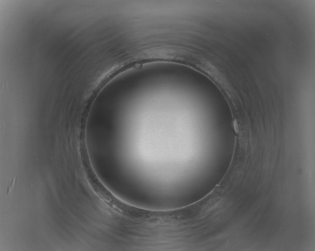 X0000061100434200511241620