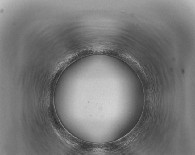 X0000061100496200512091755