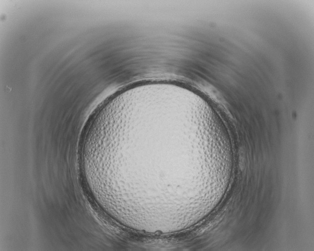 X0000061101229200512091743